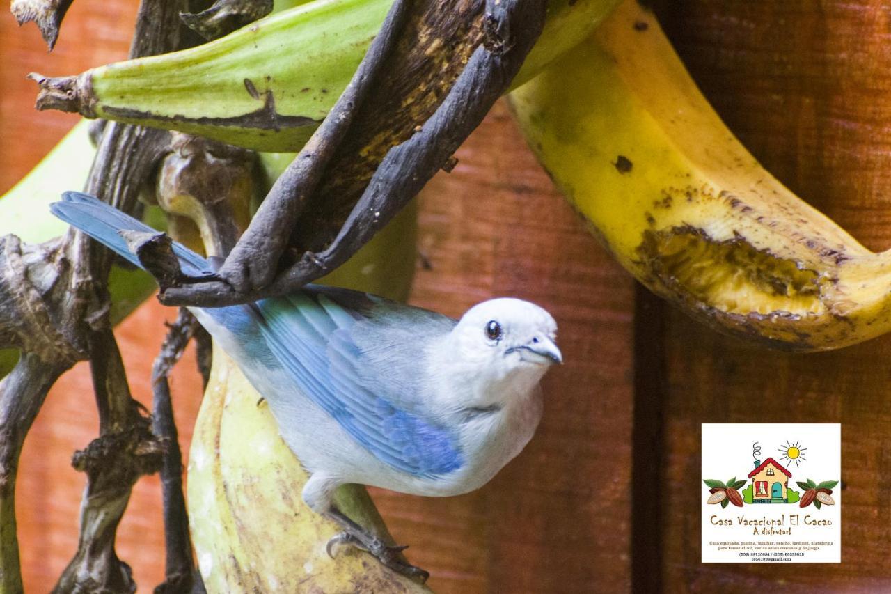 Cacao Lodge And Tours La Fortuna Esterno foto